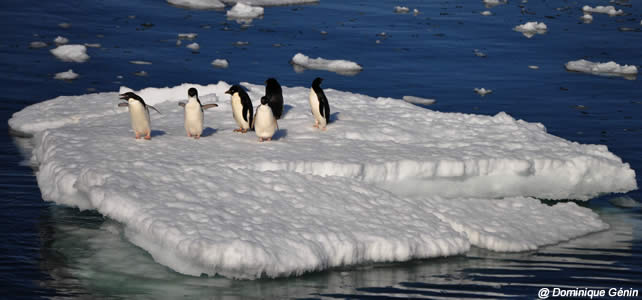 faune de l'antarctique