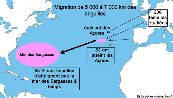 parcours de la migration des anguilles