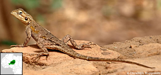 niger-faune