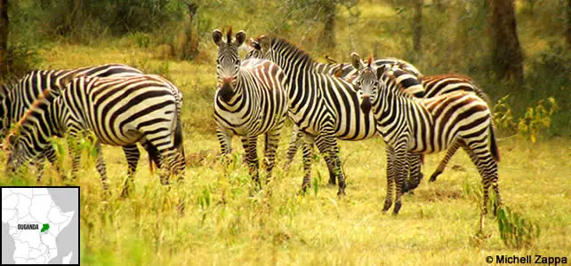 ouganda-faune
