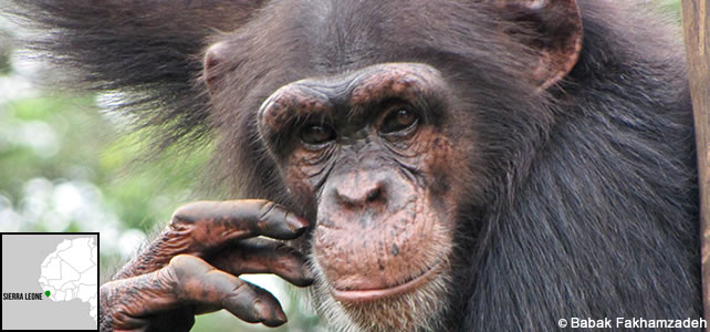 sierra-leone-faune