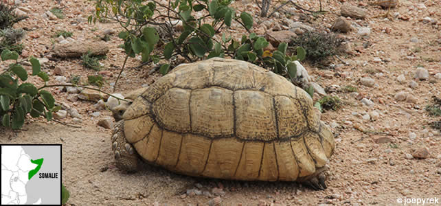 somalie-faune