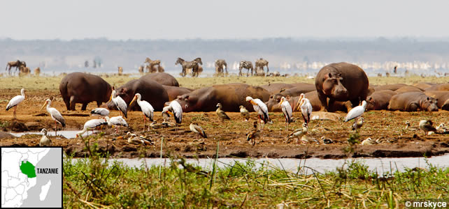 tanzanie-faune