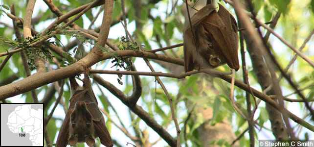 togo-faune