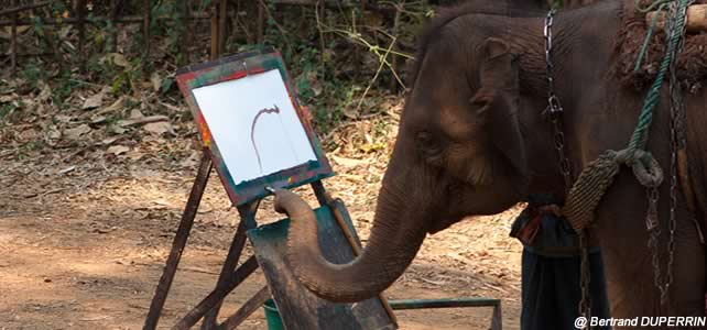 spectacle éléphant