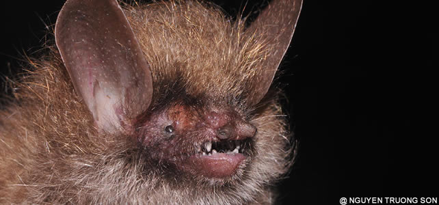 chauve souris nouvelle espece