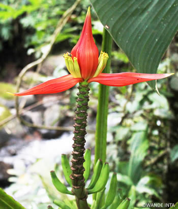 plante nouvelle mekong