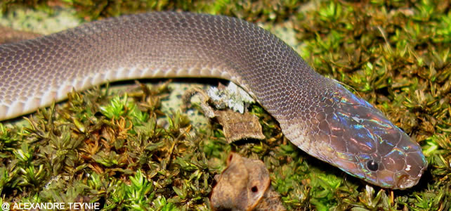 serpent découvert grand mekong