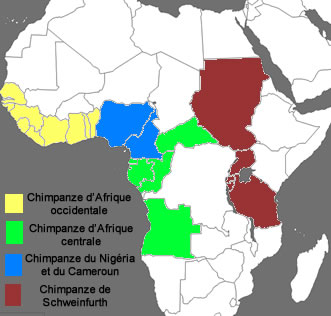 carte afrique chimpanze