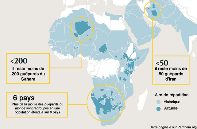 carte afrique guepard