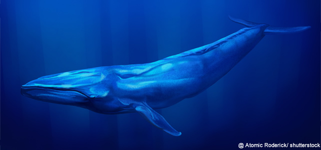 Balaenoptera musculus