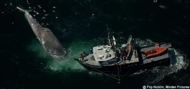baleine morte étudiée