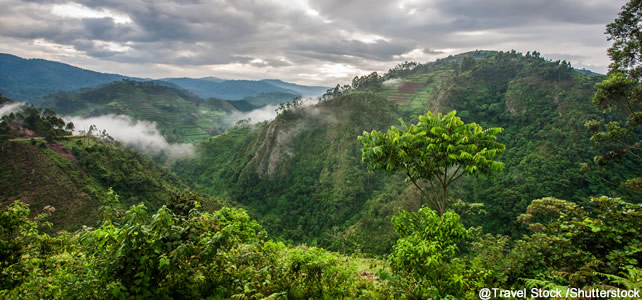 Forêts du bassin du congo