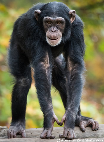 chimpanze qui marche