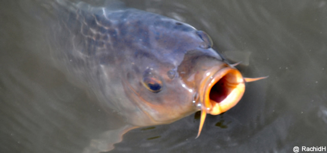 poisson d'eau douce