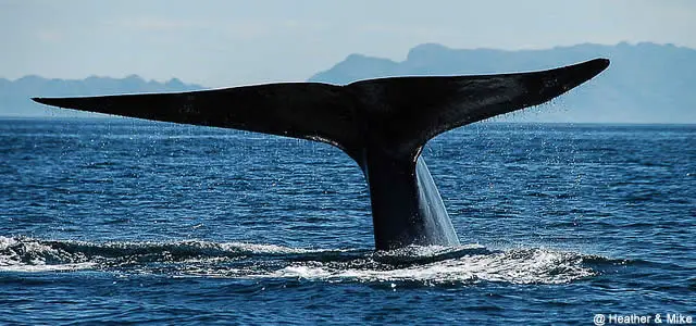 baleine bleue qui plonge