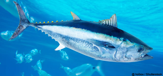 Thunnus thynnus