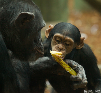 bebe chimanze qui mange