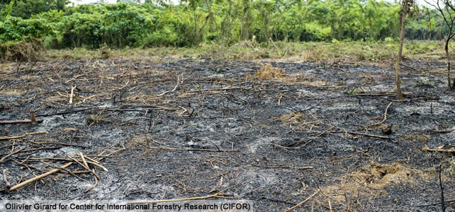 republique democratique congo deforestation