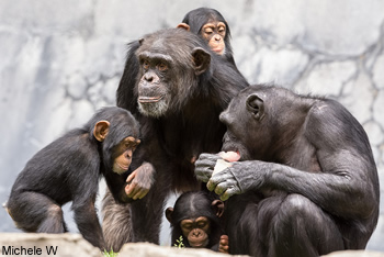 communaute de chimpanzes