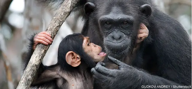 maman et bebe chimpanze