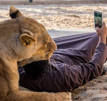 selfie lion et homme