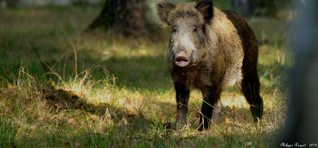 sanglier dans foret