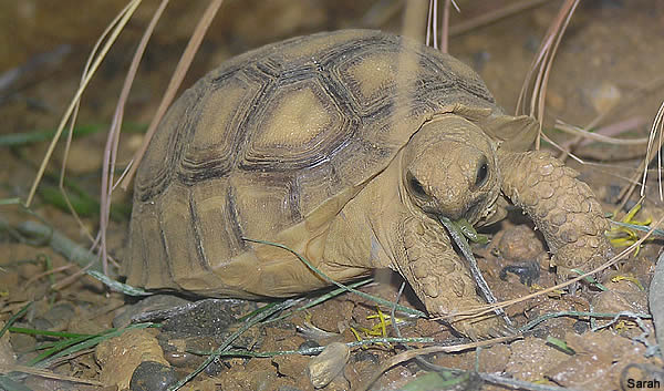 tortue africaine