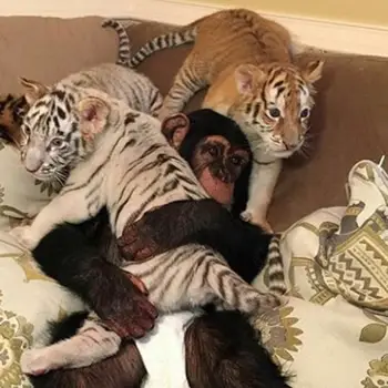 chimpanze sur canape avec tigres