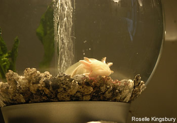 albinos axolotl