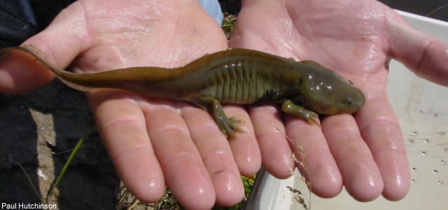 réintroduction axolotl