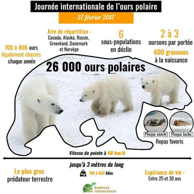 Journée mondiale ours polaire