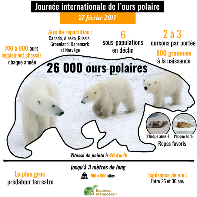 Journée mondiale ours polaire