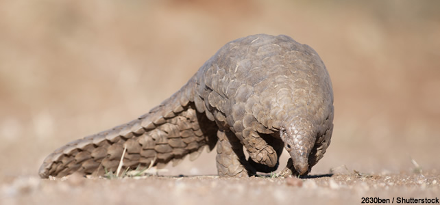 pangolin de malaisie