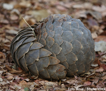 pangolin malais