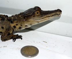juvénil faux gavial
