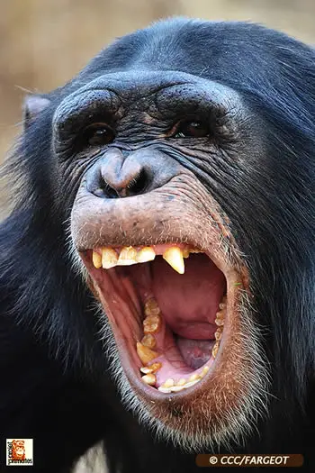 chimpanze qui crie