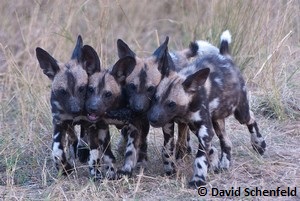 Quatre chiots sauvages d'Afrique, aussi appelés lycaons