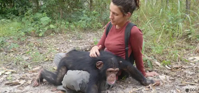 céline danaud centre de conservation chimpanze