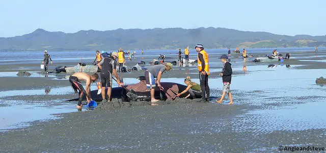 Des dauphins-pilotes échoués en Nouvelle-Zélande