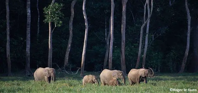 Famille d'éléphants des forêts