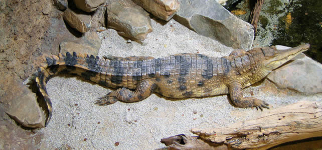 Mecistops cataphractus