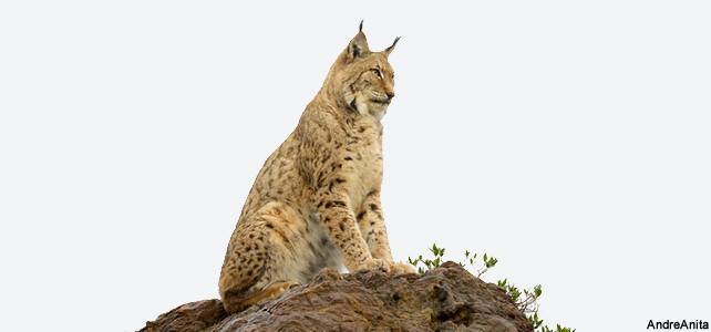 lynx dans la neige