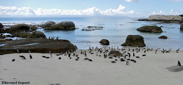 Plage habitée par une colonie de manchots du Cap