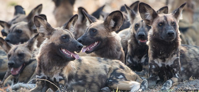 meute de chiens sauvages