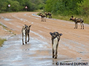 Meute de lycaons sur une route du Parc National Kruger (Afrique du sud)