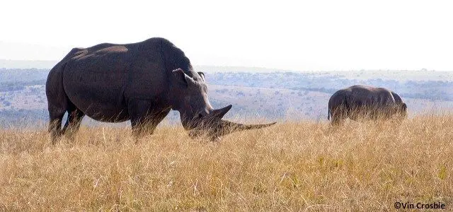 Rhinocéros en Afrique du sud