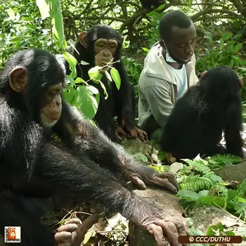 soigneur avec chimpanze