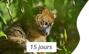 grand hapalémur à Madagascar