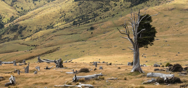 coupe d'arbre en nouvelle zelande